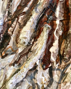 Jango - Spanish Water Dog