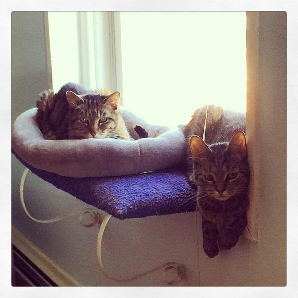 Tabby Cats in Window