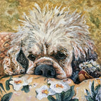 Gidget - Cocker Spaniel