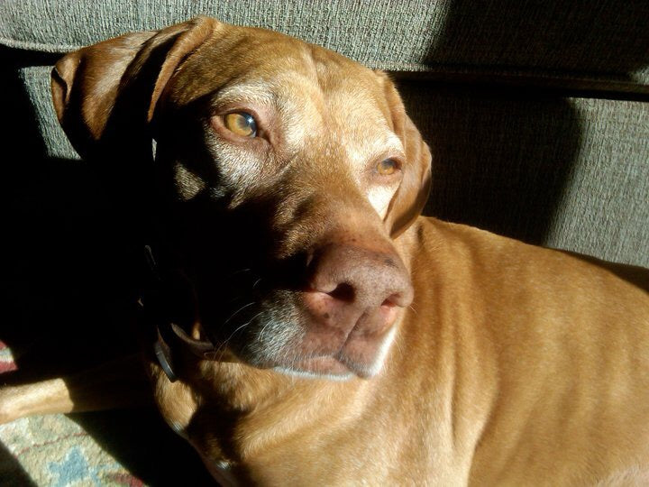 Austin - Vizsla