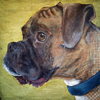 Boxer