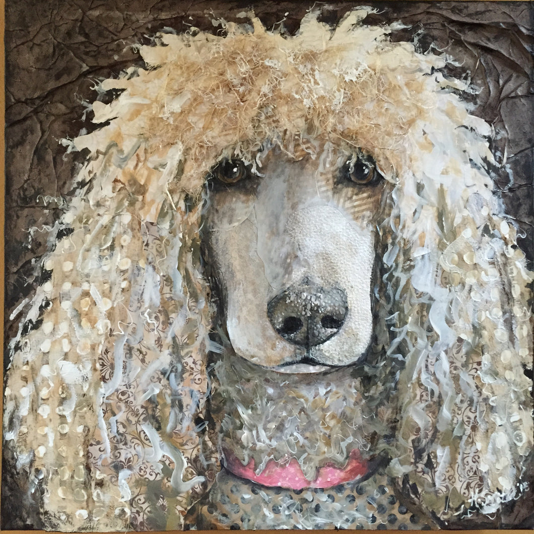 Fiona May - Standard Poodle