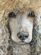Fiona May - Standard Poodle