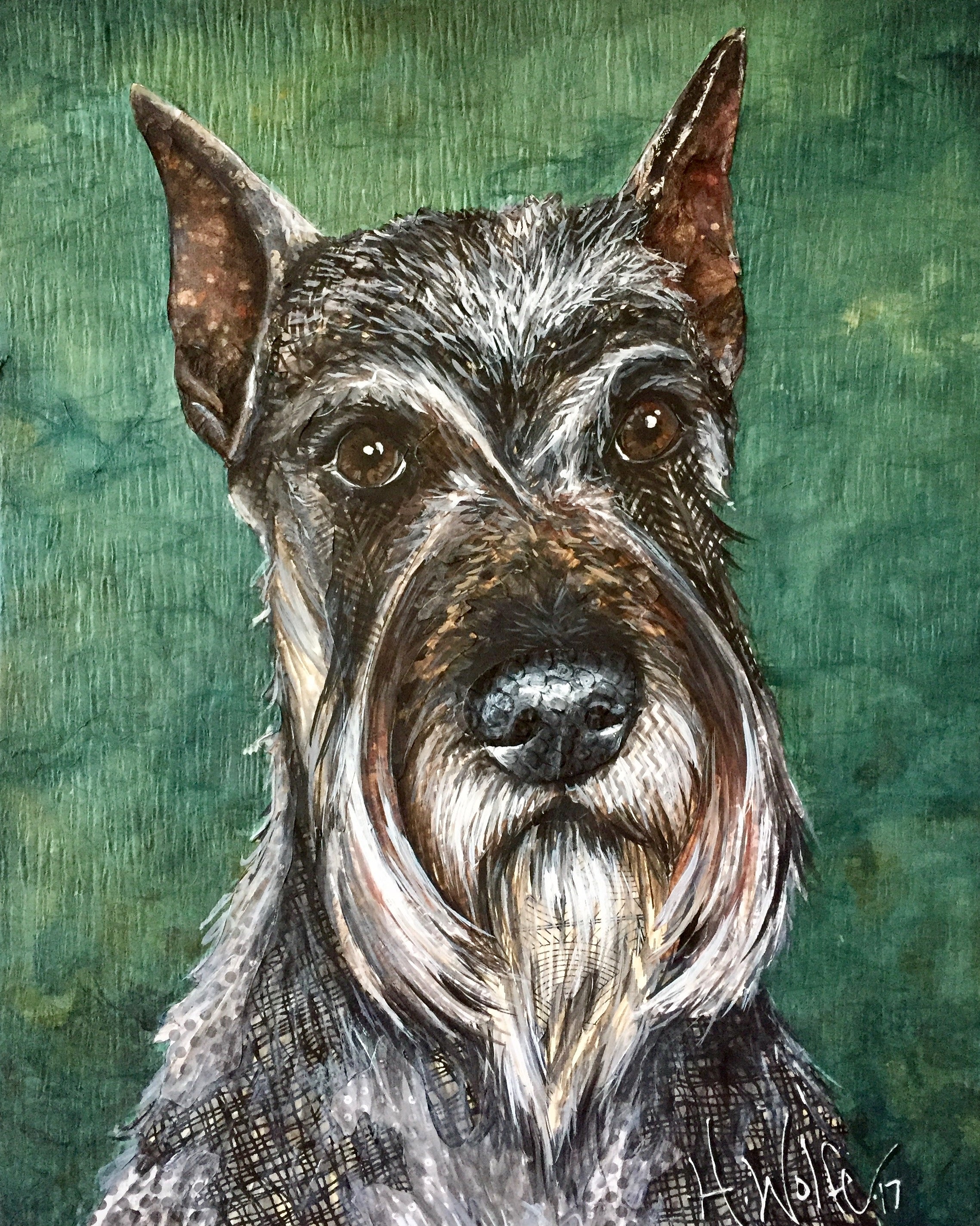 Stanley - Standard Schnauzer