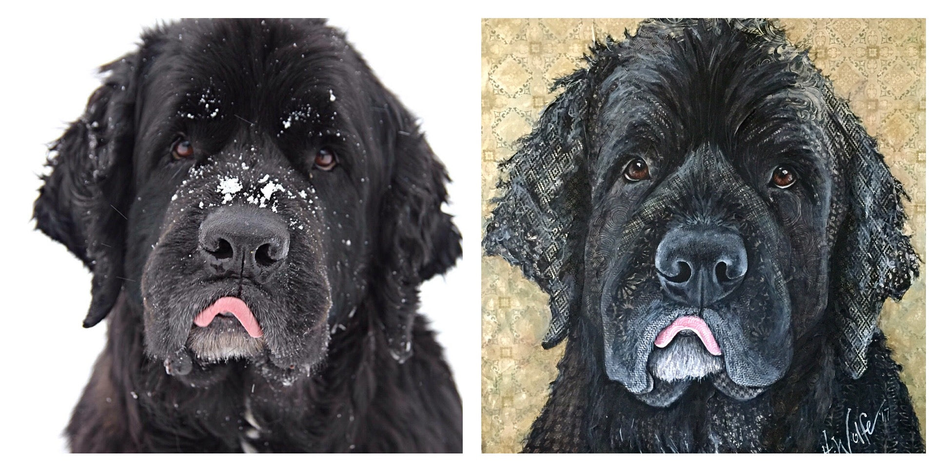 Finley - Newfoundland