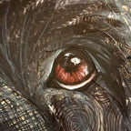 Finley - Newfoundland