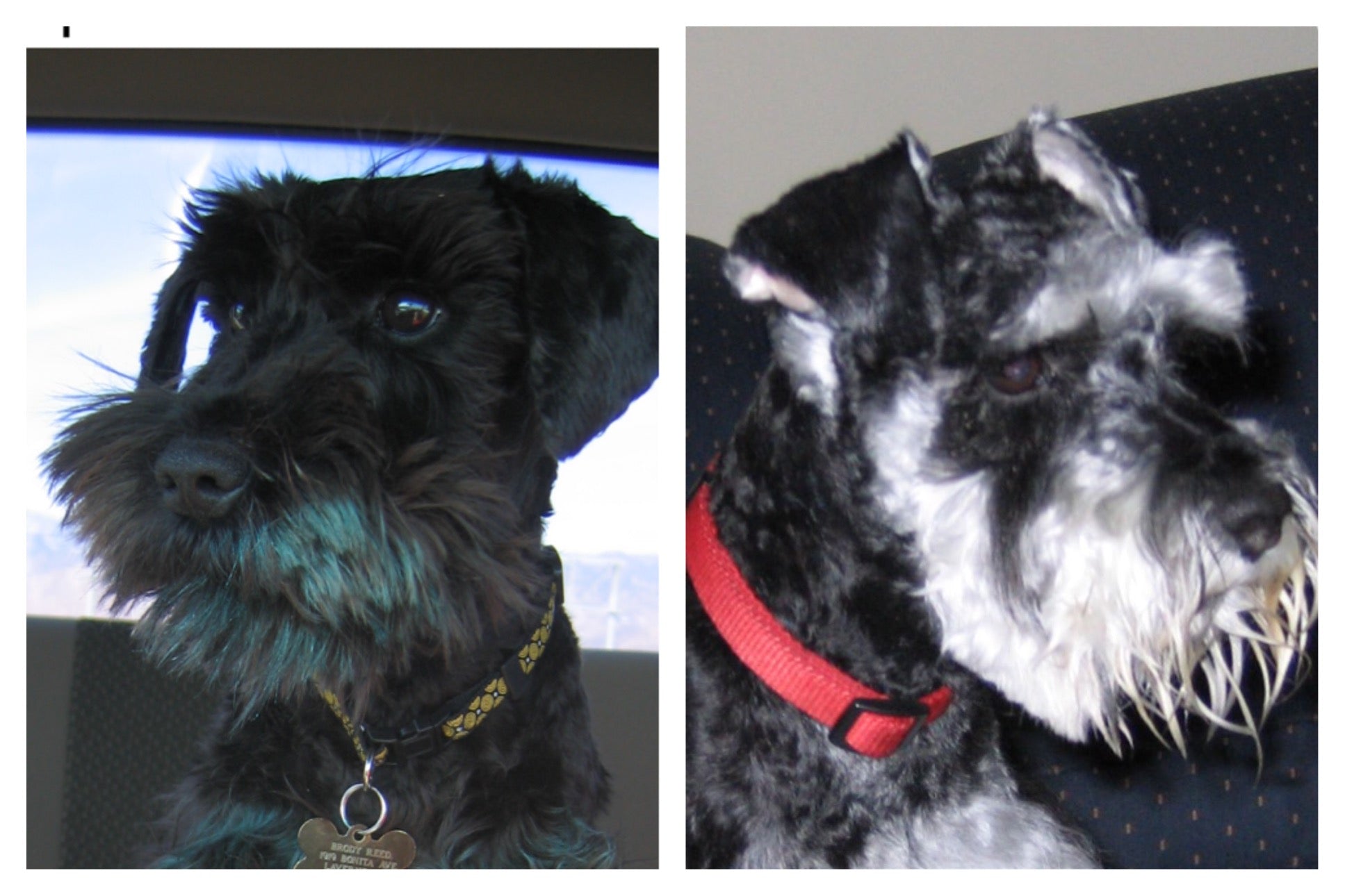 Jake & Brody - Schnauzer
