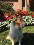 Cassie - Rough Collie