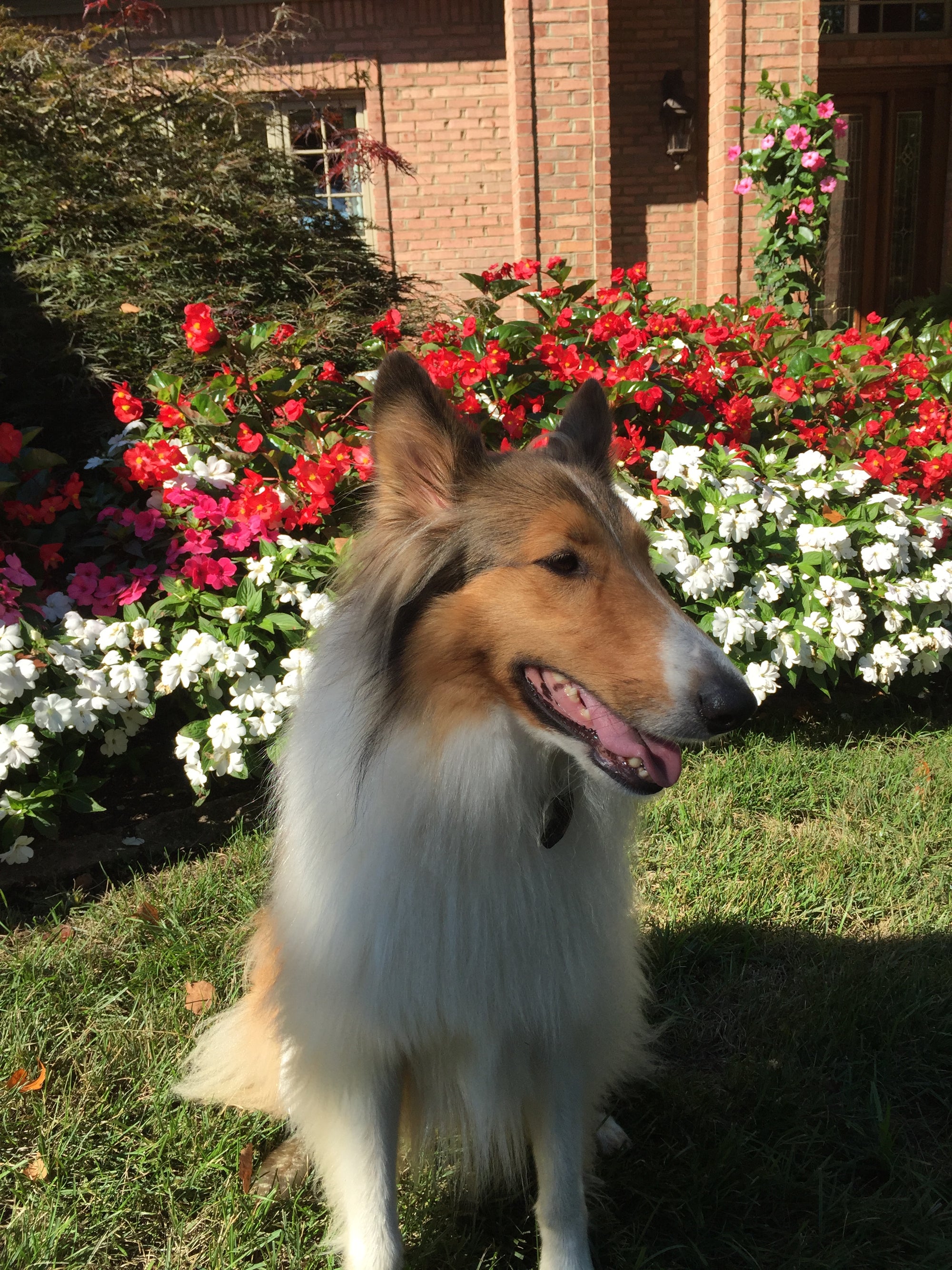 Cassie - Rough Collie