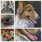 Cassie - Rough Collie