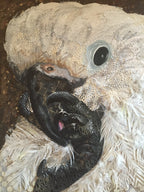 Sophie - Cockatoo