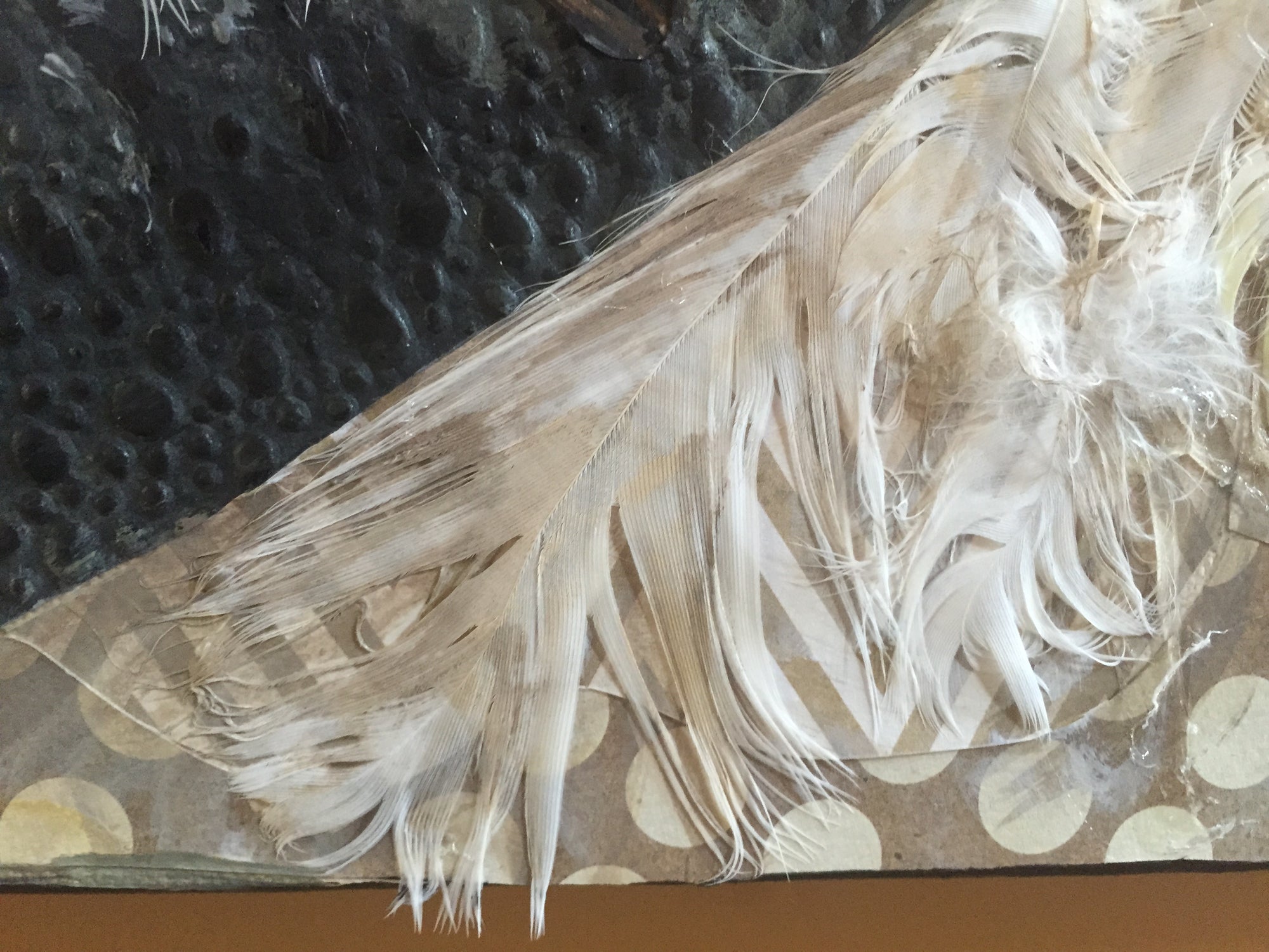 Sophie - Cockatoo