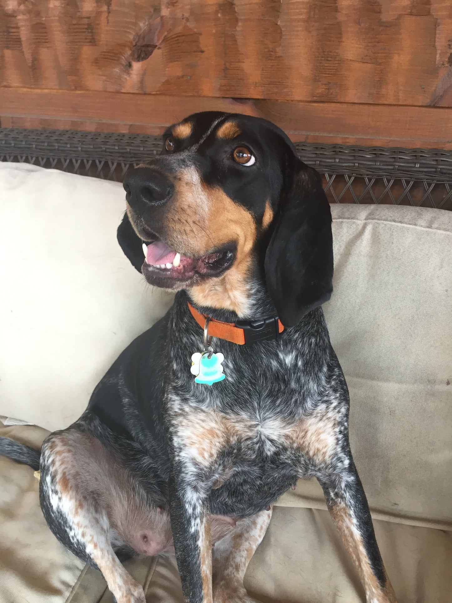 Lucy - Bluetick Hound