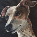 Summer - Italian Greyhound