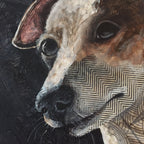 Summer - Italian Greyhound