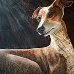 Summer - Italian Greyhound