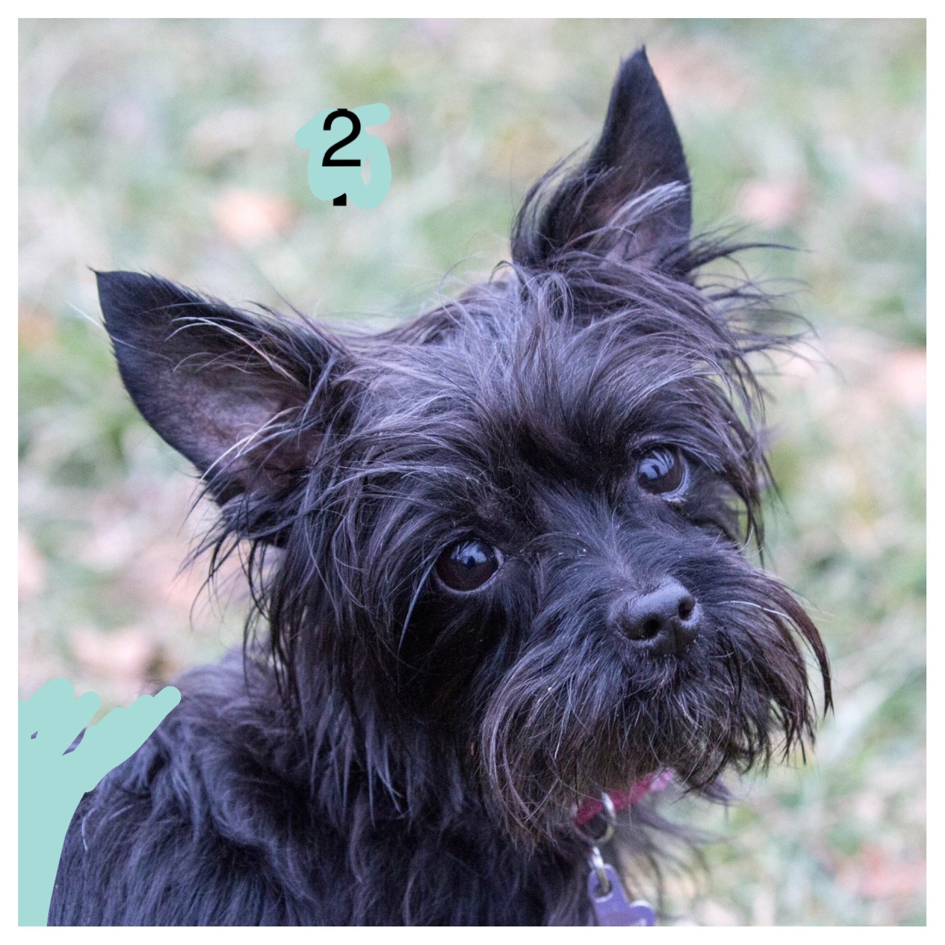 Pearl - All American Carin Terrier Mix Chihuahua