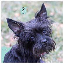 Pearl - All American Carin Terrier Mix Chihuahua