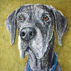 Guinness -  Great Dane
