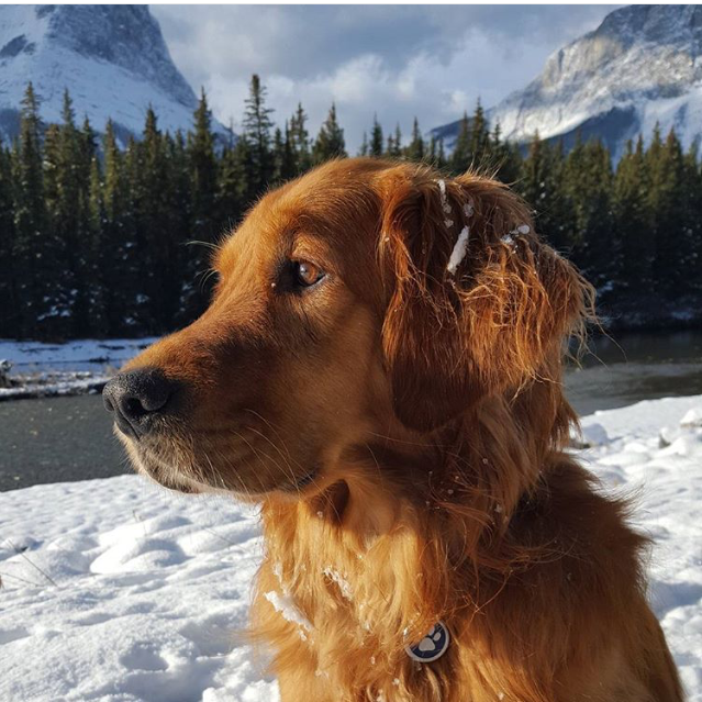Winston - Golden Retriever