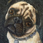 Bubba - Pug