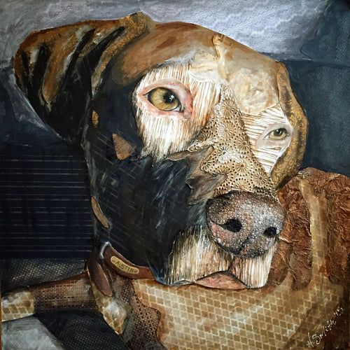 Austin - Vizsla