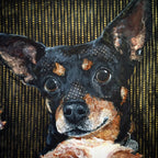 Multi Pet - Cats/Dogs