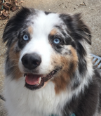 Australian Shepard