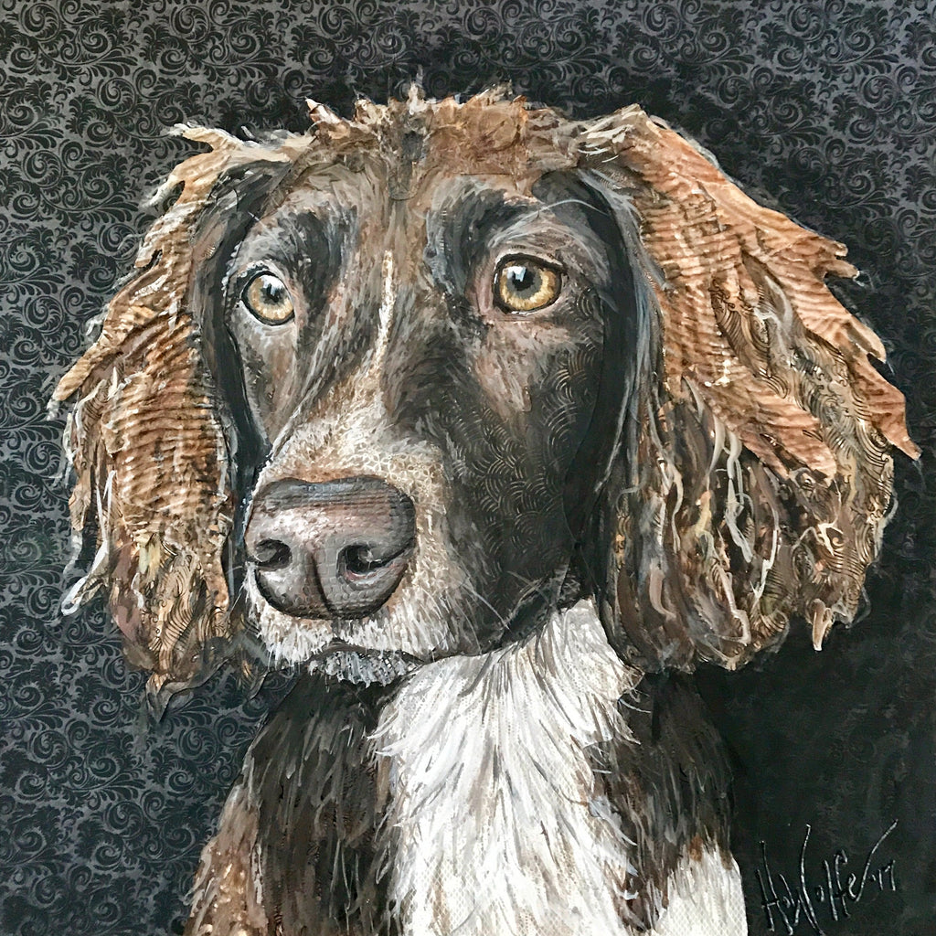 Bailey - English Springer Spaniel