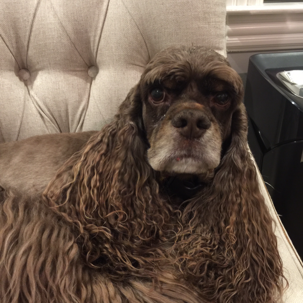 Titus - Cocker Spaniel