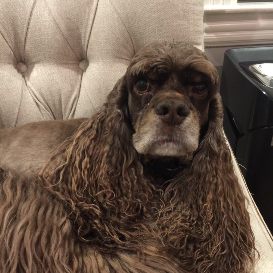 Titus - Cocker Spaniel