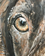 Bailey - English Springer Spaniel