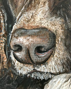 Bailey - English Springer Spaniel