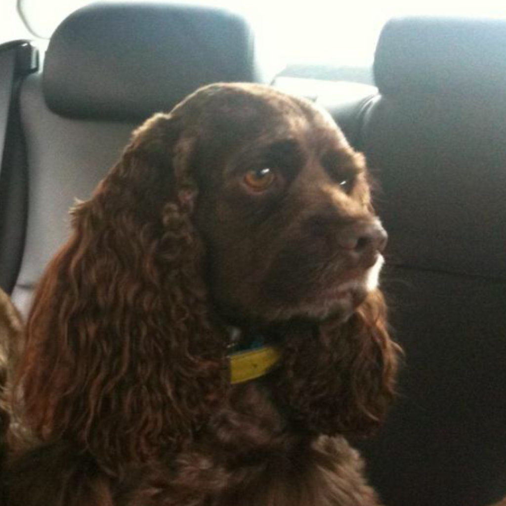 Preston - Cocker Spaniel