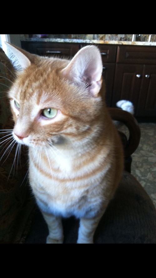 Alonzo - Tabby Cat