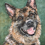 Will - German Shepherd