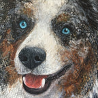 Australian Shepard