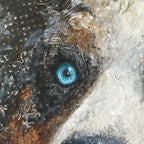 Australian Shepard