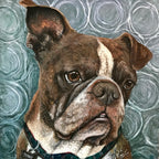 Tybee - Boston Terrier/English Bulldog Mix