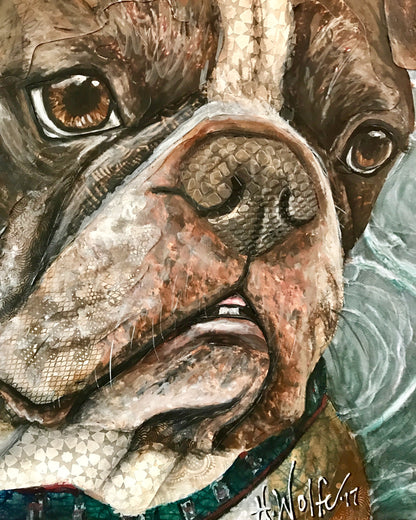 Tybee - Boston Terrier/English Bulldog Mix