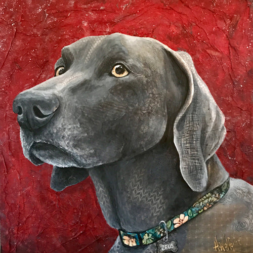 Zeus - Weimaraner