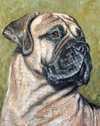 Bruno - Bullmastiff