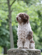 Jango - Spanish Water Dog