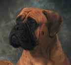 Nessa - Bullmastiff