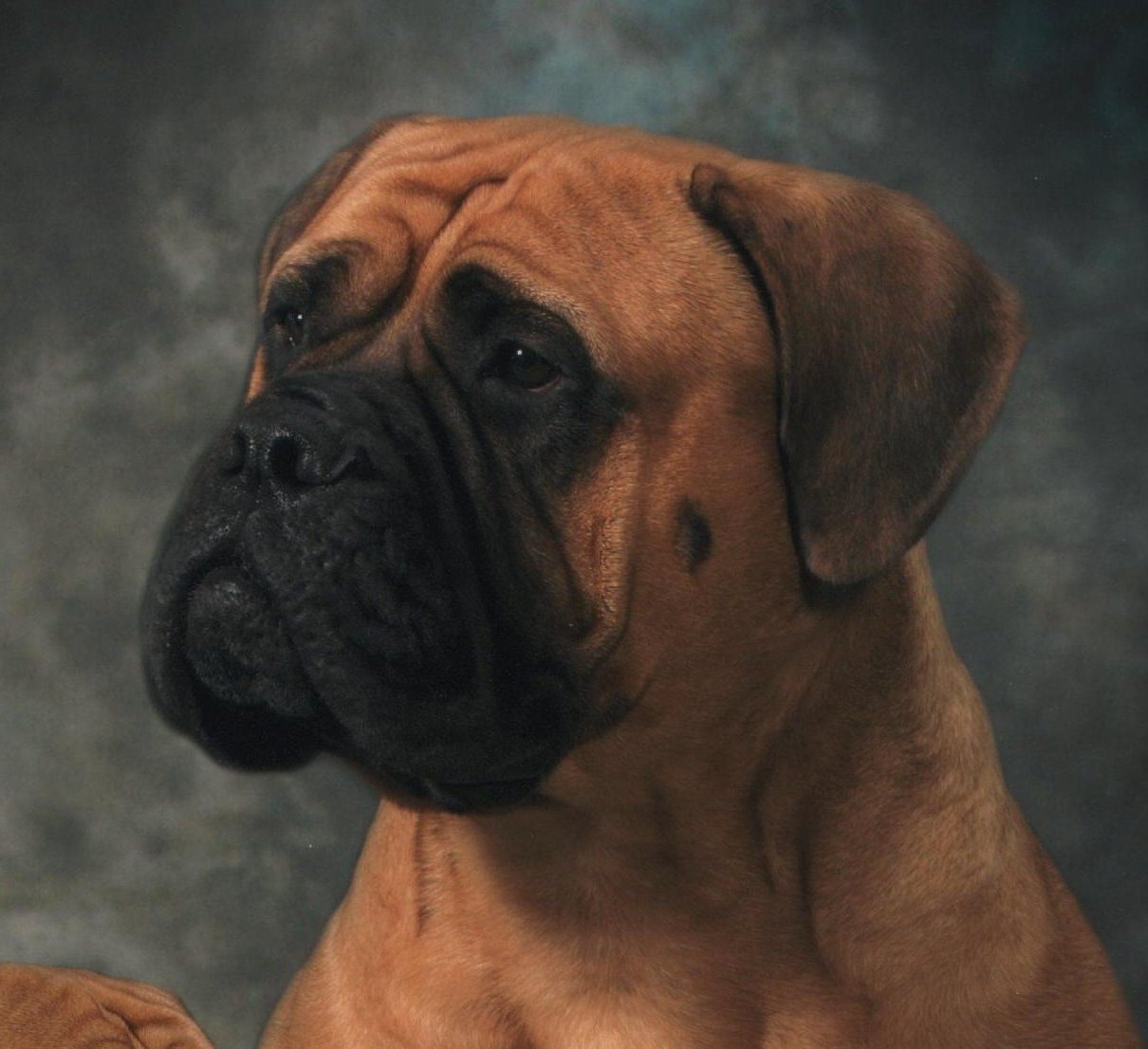 Nessa - Bullmastiff