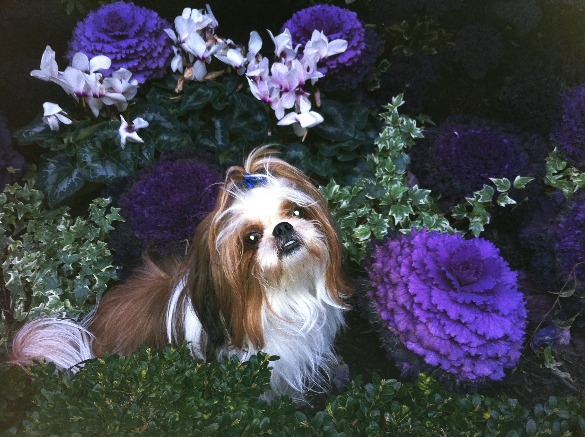 Rhys - Shih-Tzu
