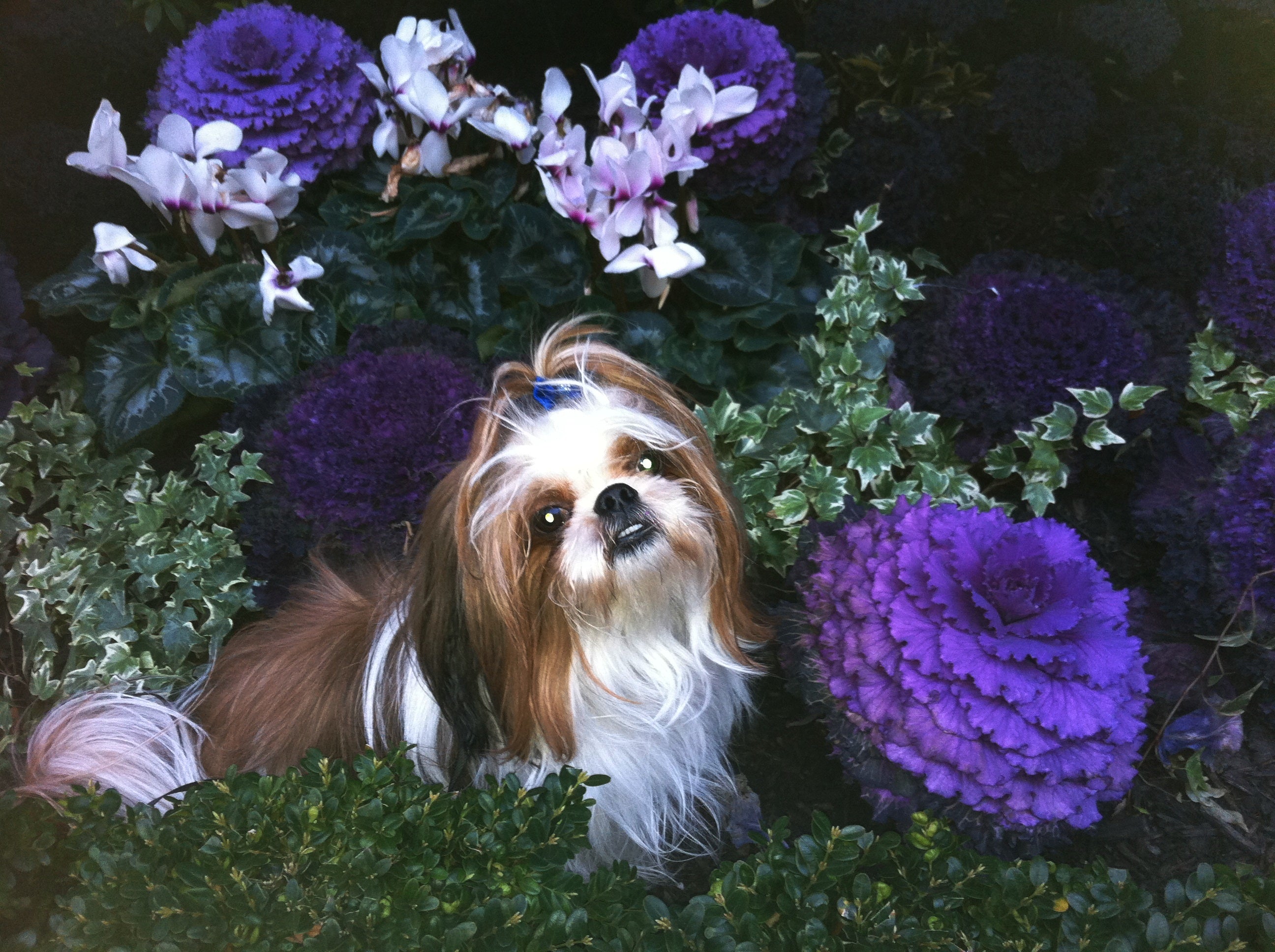 Rhys - Shih-Tzu