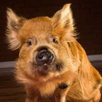 Spoon - Kunekune Pig