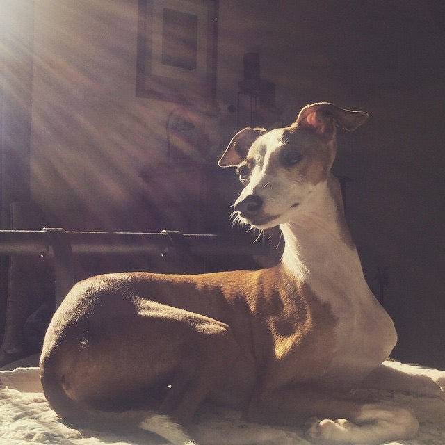 Summer - Italian Greyhound