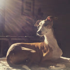 Summer - Italian Greyhound